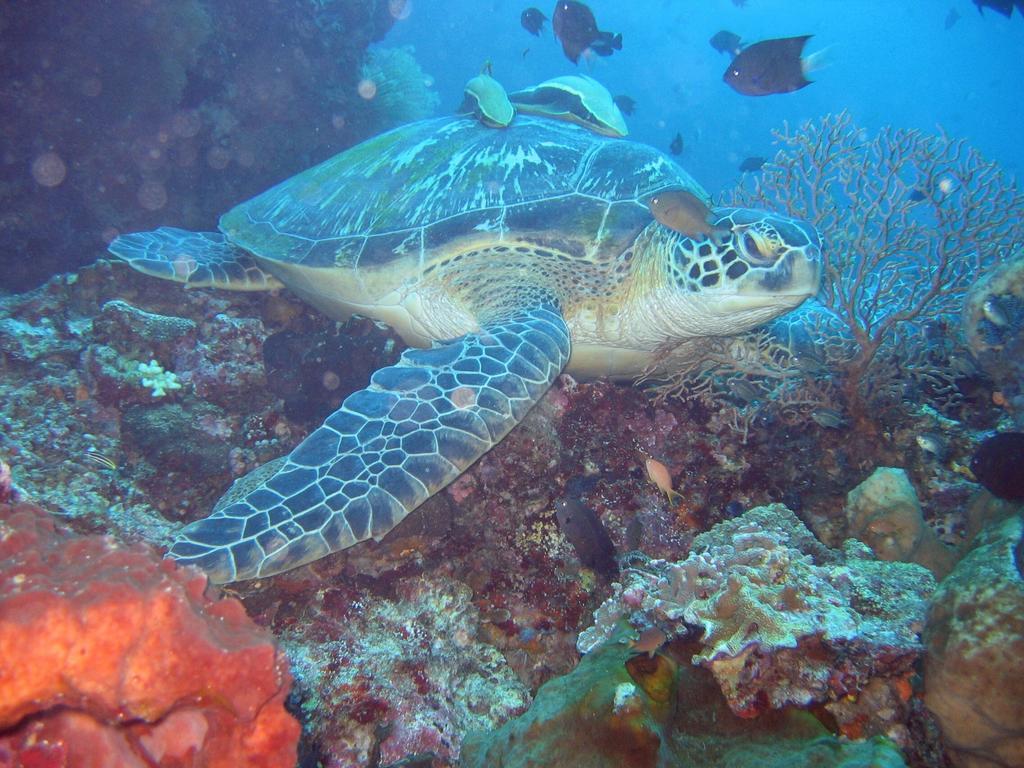 Happy Gecko Dive Resort ブナケン エクステリア 写真